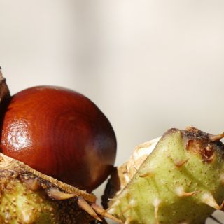 Estratto Oleoso di Semi di Ippocastano